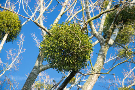 How to Harvest and Sell Mistletoe Image